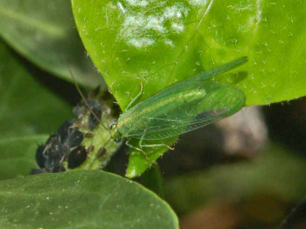 Chrysoperla sp.